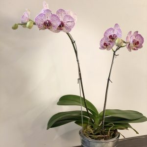 Orquidea Phalaenopsis lila/rosada/violeta Doble vara!