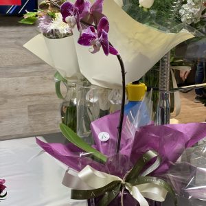 Phalaenopsis: Orquidea Lila o Violeta