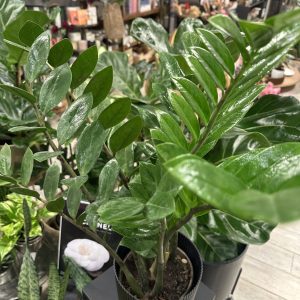 Planta interior ZZ Zamioculca (en maceta negra)