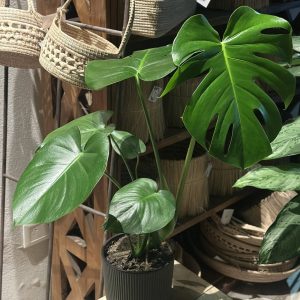 Monstera
