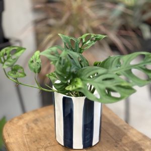 Monstera en maceta cerámica